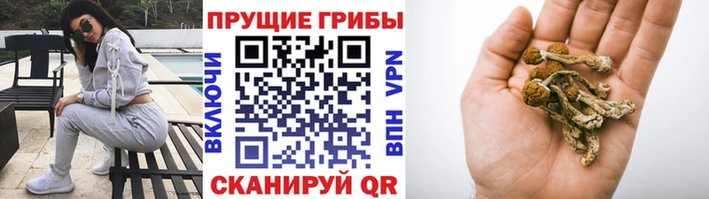 купить наркотик  Гаврилов-Ям  Галлюциногенные грибы Psilocybe 